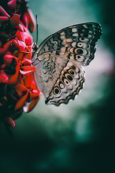 Closeup Photography of butterfly Cute Butterfly photo