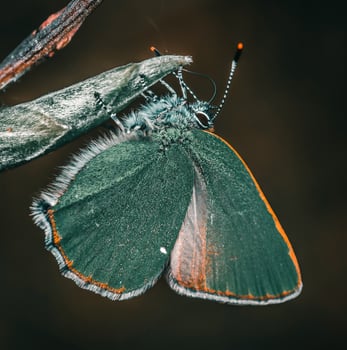 Closeup Photography of butterfly Cute Butterfly photo