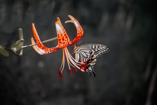 Closeup Photography of butterfly Cute Butterfly photo
