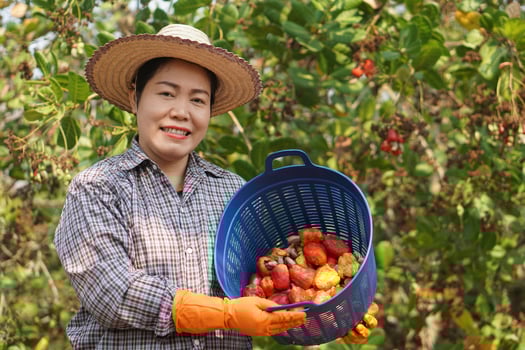 Happy Asian woman gardener harvests fruits in garden, holds basket , smile. Concept, agriculture occupation. Thai farmers grow cashew fruits as economic and export crops in Thailand. photo