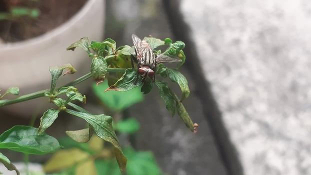 a fly landed on a green leaf photo