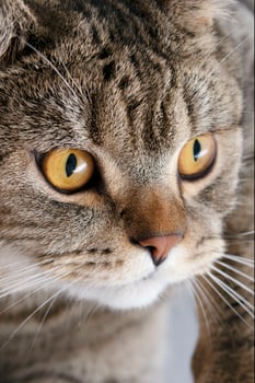 Banner of a close up of a tabby cat face with brown eyes and nose photo