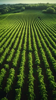 AI generated Harvest ready aerial view of vineyard with neatly arranged rows Vertical Mobile Wallpaper photo