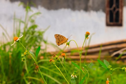 Beautiful colorful butterfly at small leaf in outdoor garden. photo