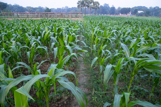Agriculture corn fields growing in the harvest countryside of Bangladesh photo