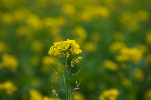 Close-up Focus A Beautiful  Blooming  Yellow rapeseed flower with blurry background photo