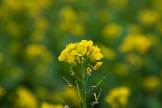 Close-up Focus A Beautiful  Blooming  Yellow rapeseed flower with blurry background photo