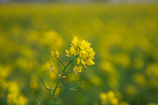 Close-up Focus A Beautiful  Blooming  Yellow rapeseed flower with blurry background photo