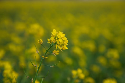Close-up Focus A Beautiful  Blooming  Yellow rapeseed flower with blurry background photo