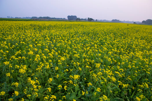 Beautiful Floral Landscape View of Rapeseed  in a field with blue sky in the countryside of Bangladesh photo
