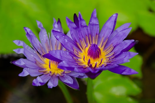 The lotus is blooming and has yellow stamens. photo
