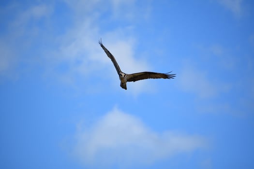 Looking into the Face of a Soaring Osprey photo