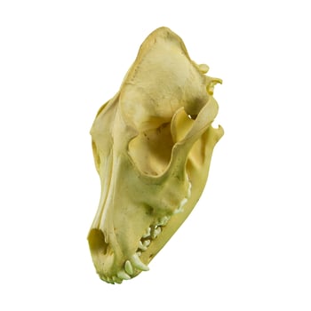 photo of a dog or wolf skull with sharp teeth