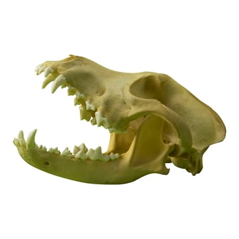 photo of a dog or wolf skull with sharp teeth