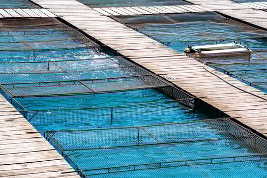 aquaculture installations with fish cages on a fish farm photo