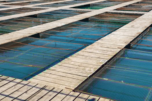 aquaculture installations with fish cages on a fish farm photo