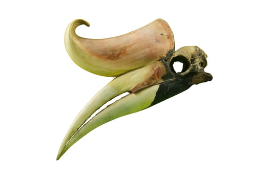 Bird skull, Head of hornbill skeleton photo