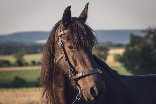 Head of a friesian horse with halter. Black Friesian horse. photo