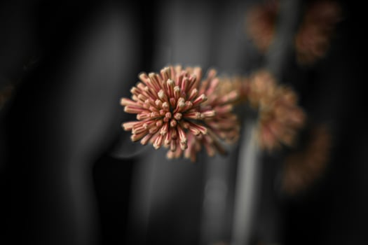 Blurred abstract background. Close up of pink flowers on black background photo