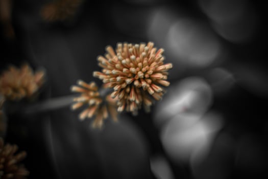 Blurred abstract background. Close up of pink flowers on black background photo