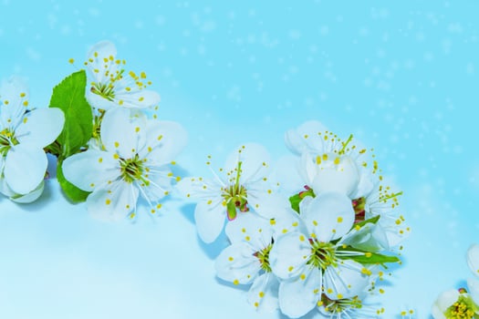 natural floral background. Blossoming branch cherry. Bright colorful spring flowers photo