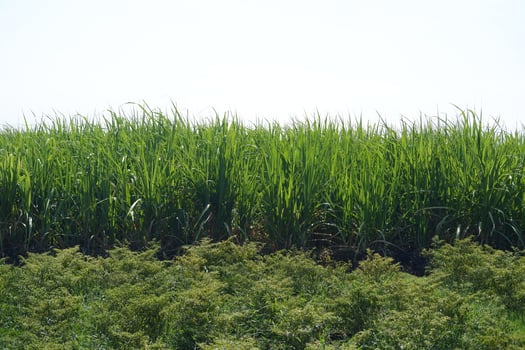 Sugar cane plantation with green leaves and ripe sugarcane plants photo
