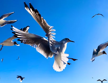 a flock of birds flying in the sky photo