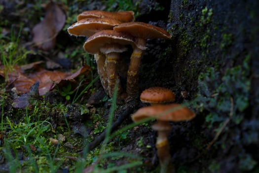 mushrooms growing on a tree trunk in the forest photo