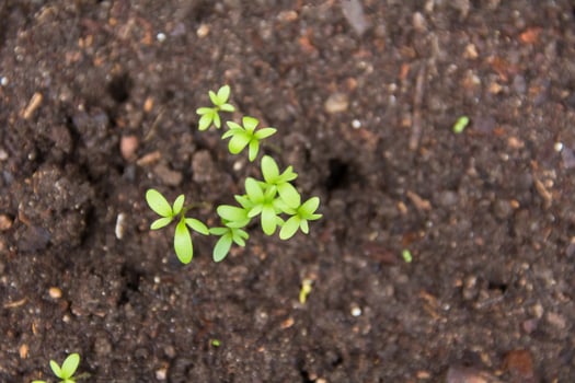 close-up of new watercress sprouts in the organic garden photo