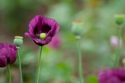 amazing purple poppies summer buds of summer flowers close up, floral background photo