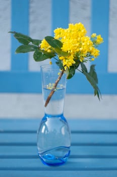 selective focus,bouquet of spring yellow holly flowers in vase on the blue bench photo
