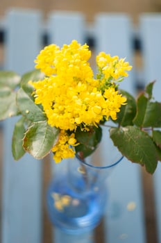 selective focus,bouquet of spring yellow holly flowers in vase on the blue bench photo