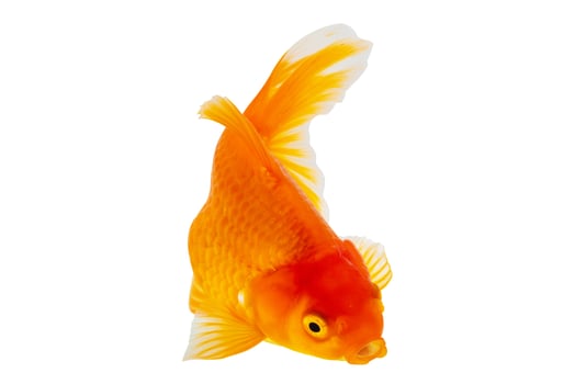 Oranda goldfish isolated on white background close up photo