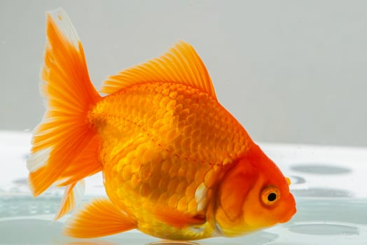 Oranda goldfish in aquarium fish tank close up photo