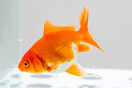 Oranda goldfish in aquarium fish tank close up photo