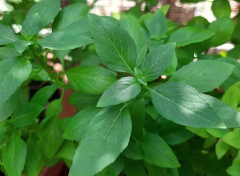 Closeup image of Thai basil plant. photo