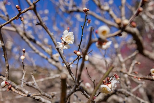 White plum flowers at Atami plum park in Shizuoka daytime close up photo