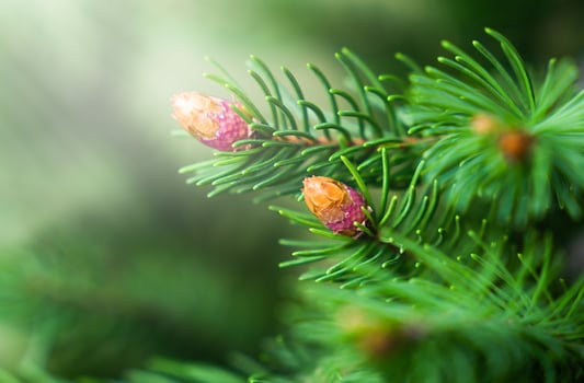 Young spruce tree buds. Natural background. Sunny day. Close-up. Selective focus. photo
