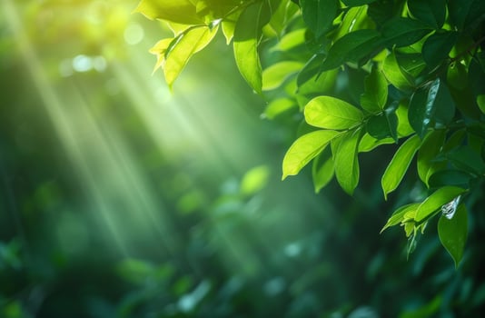 AI generated green leaves and sun rays on a green background photo