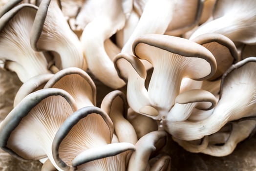 Oyster mushrooms closeup photo