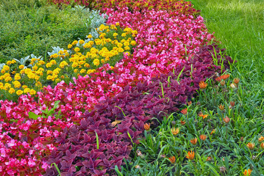Landscaping, gardening. Flowers of Diascia Elegans, Coleus burgundy, daisy photo