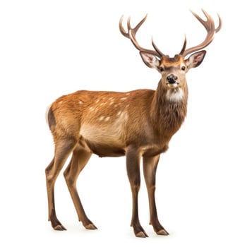 AI generated A serene deer stands out on a pure white backdrop, Ai Generated photo