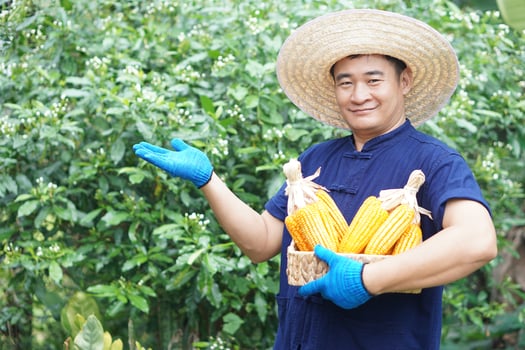 Handsome Asian man farmer wears hat, blue shirt,holds basket of corn pods or maizes in garden, feel confident. Concept, agriculture occupation. economic crops in Thailand. Thai farmer. photo