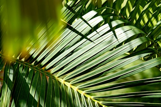 palm trees on green background photo