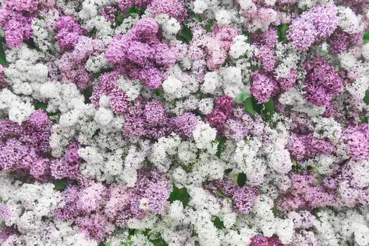 natural background of white, purple and pink blooming lilacs photo