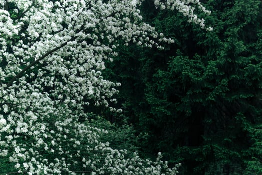 background - blooming apple tree against the coniferous forest photo