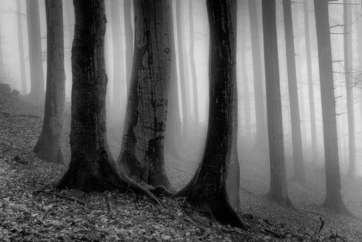 Autumn beech forest photo