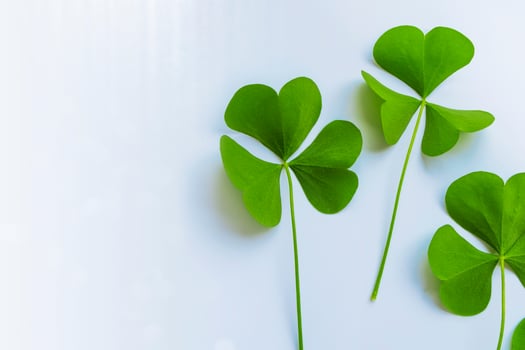 green clover leaves. natural background. photo