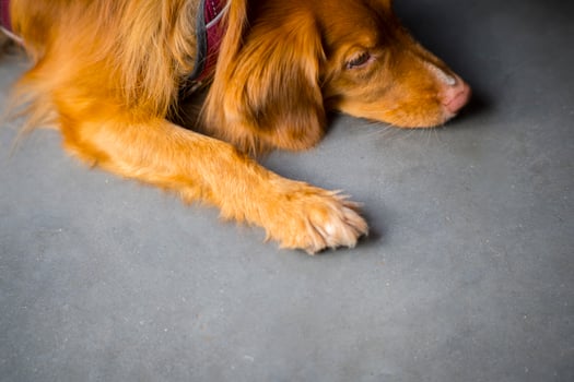 Brown dog resting on concrete floor photo