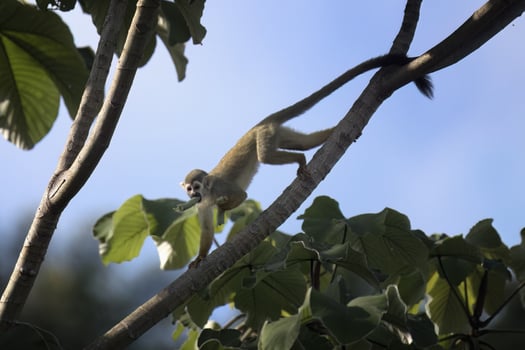 Collin's Squirrel Monkey, Saimiri collinsii, eating a fruit, Amazon basin, Brazil photo